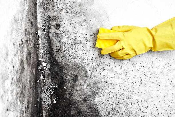 Best Emergency Mold Remediation in Conyers, GA