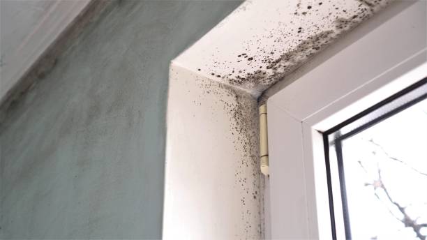 Best Basement Mold Remediation in Conyers, GA
