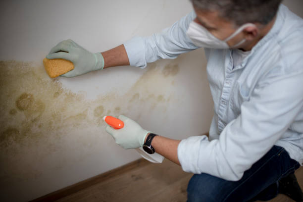 DIY Mold Remediation Support Services