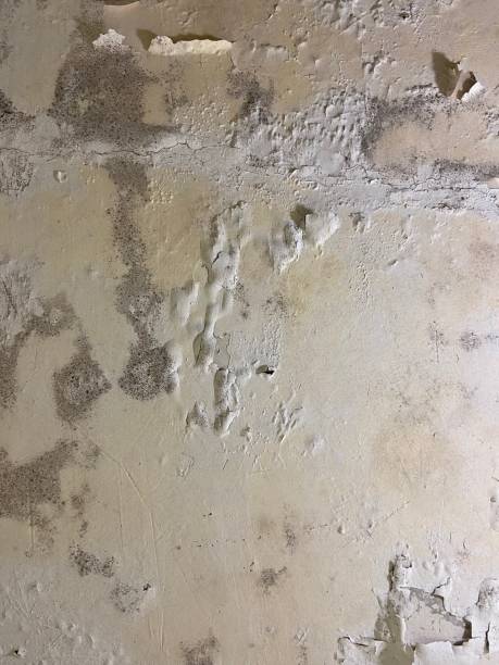 Best White Mold Remediation in Conyers, GA
